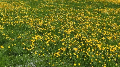 Meadow with dandelion flowers Stock Footage 107154065