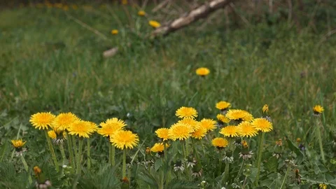 Meadow With Dandelion Flowers In Wind Видео 129735424