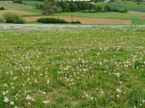 A  meadow with DANDELION Foto stock