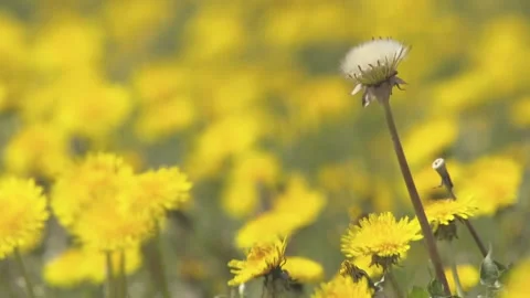 Meadow with dandelion in springtime Stock Footage 271361616
