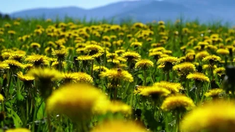 Meadow with dandelions - bees fly - in the background a car drives past Stock Footage 168411509