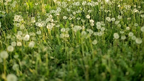 Meadow with dandelions close-up in the sun. Stock Footage 129847804