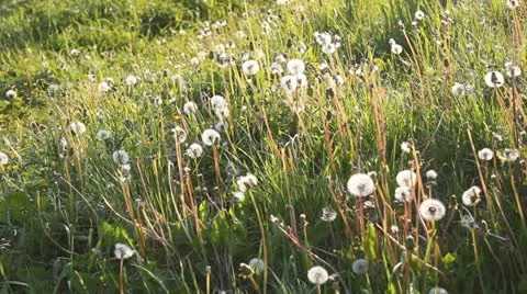 Meadow with dandelions Stock Footage 12447656