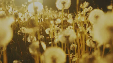 Meadow of dandelions Stock Footage 23197096