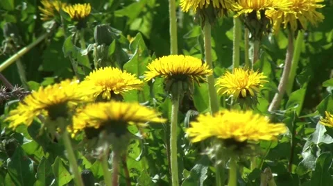 Meadow with dandelions Stock Footage 48013408