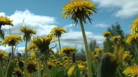 Meadow with dandelions Stockbeeldmateriaal 48013426