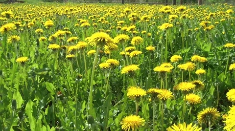 Meadow with dandelions Stock Footage 49556658