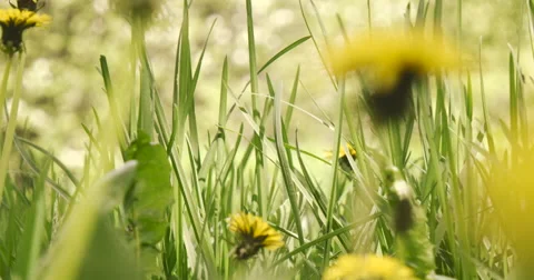 Meadow of dandelions Stock Footage 63244247