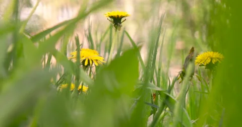 Meadow of dandelions Stock Footage 63244251