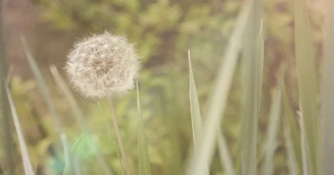 Meadow of dandelions Stock Footage 64520195