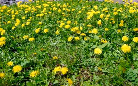 Meadow with dandelions Foto stock