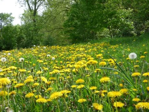 Meadow with dandelions Stock Photos