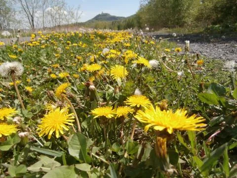 Meadow with dandelions Stock Photos