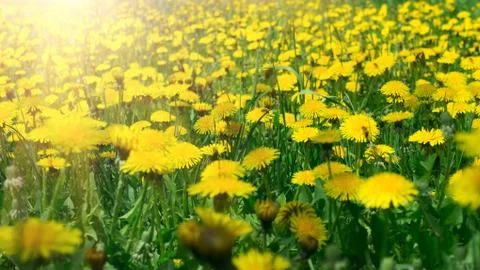 Meadow with dandelions. Stock Photos
