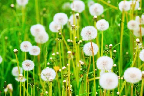 Meadow of dandelions Stock Photos