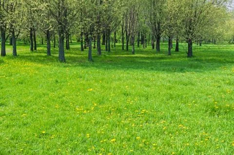 Meadow with dandelions Stock Photos