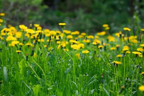 Meadow of dandelions Stock Photos