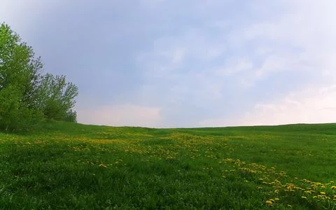 Meadow with Dandelions Stock Photos