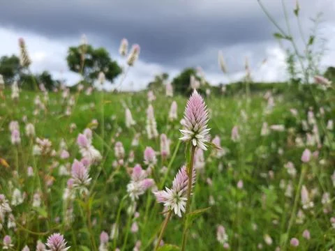 Meadow with dandelions. Stock Photos
