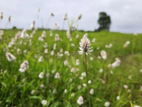 Meadow with dandelions. Stock Photos