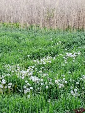Meadow with dandelions Stockfoto's