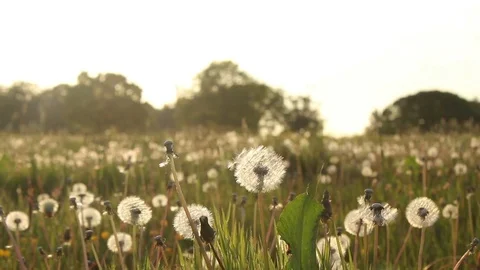 Meadow dandelions in the summertime Stock Footage 72389663