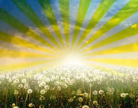 Meadow of dandelions with sun rays Stock Illustration