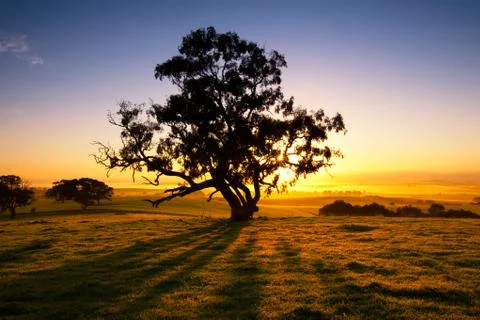 Meadow dawn 스톡 사진