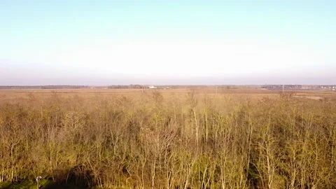 Meadow deer drone Stock Footage 166500042