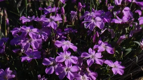 Meadow with Dianthus in Ural Stock Footage 282798898