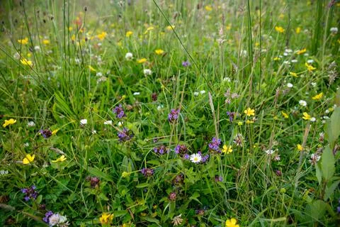 Meadow with different type of Wildflowers Stock Photos