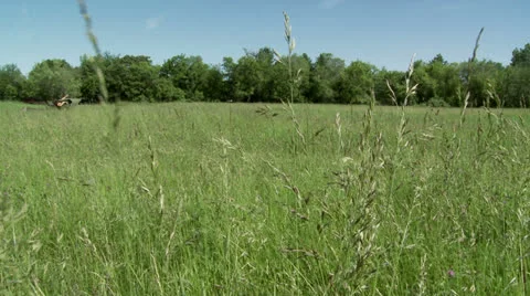 Meadow - dolly in Stock Footage 25600861