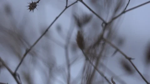 Meadow dried flowers moving on wind Stock Footage 102273371