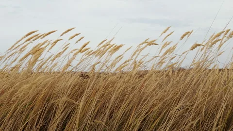Meadow dried flowers moving on wind Stock Footage 142096450