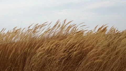 Meadow dried flowers moving on wind Stock Footage 142096872