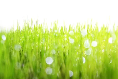 Meadow with drops Stock Photos