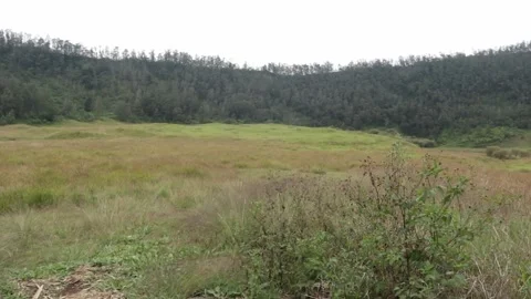 Meadow During the Day Cloudy Greenery Blooming Stock Footage 180331924
