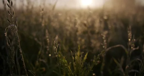 Meadow during sunrise, summer, blooming meadow Stock Footage