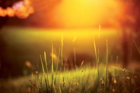 Meadow during sunset 2 Stock Photos