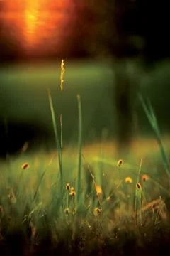 Meadow during sunset Stock Photos