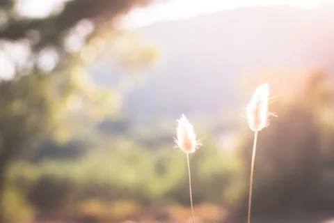 Meadow During Sunset Stock Photos