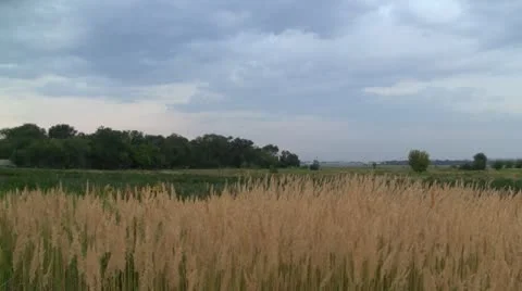 Meadow in dusk 스톡 동영상 11534072