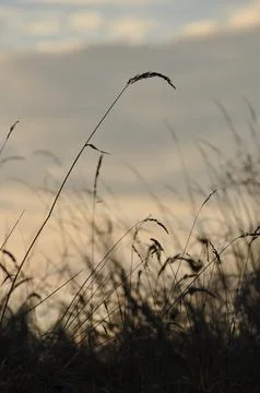 Meadow at dusk Stock Photos