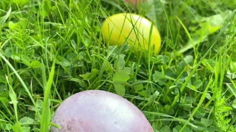 Meadow with dyed multi-colored eggs. Happy Easter concept. Stock Footage 221261692