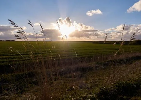 Meadow in the evening sun Stock Photos