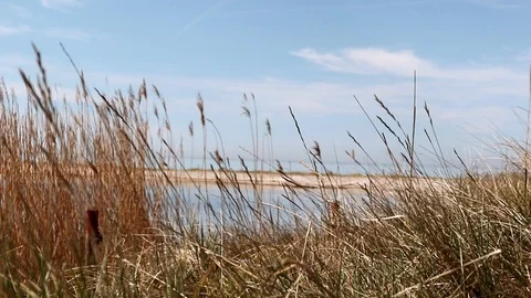 MEADOW IN FALSTERBRO Stock Footage 107782610