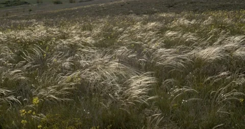 In the meadow, feather grass develops in the wind on a warm sunny day. 스톡 동영상 130743420