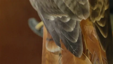 Meadow feathers close up 01 Stock Footage 71689925