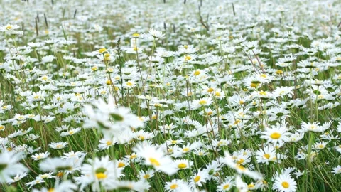 Meadow of field daisies. Stock Footage 244838995