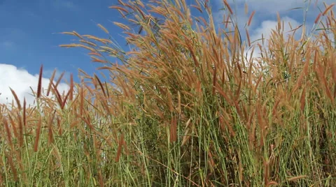 Meadow  field Stock Footage 33494809